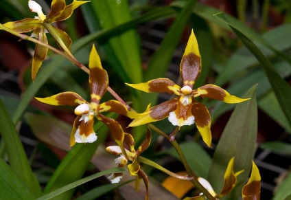 Odontoglossum fotografii, tipuri și modalități de îngrijire la domiciliu