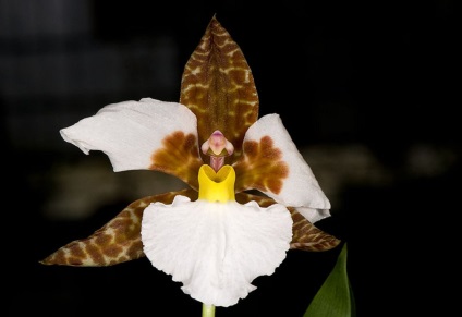 Odontoglossum fotografii, tipuri și modalități de îngrijire la domiciliu