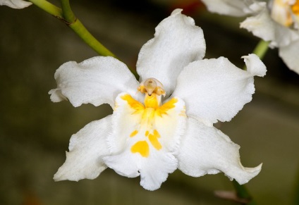 Odontoglossum fotografii, tipuri și modalități de îngrijire la domiciliu