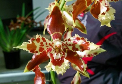 Odontoglossum fotografii, tipuri și modalități de îngrijire la domiciliu