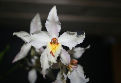 Odontoglossum fotografii, tipuri și modalități de îngrijire la domiciliu