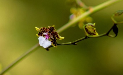 Odontoglossum fotografii, tipuri și modalități de îngrijire la domiciliu