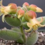 Odontoglossum otthoni ápolás transzplantáció és reprodukció