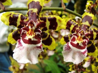 Odontoglossum otthoni ápolás transzplantáció és reprodukció