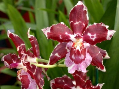 Odontoglossum otthoni ápolás transzplantáció és reprodukció