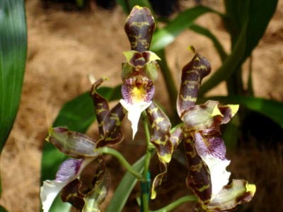 Odontoglossum otthoni ápolás transzplantáció és reprodukció