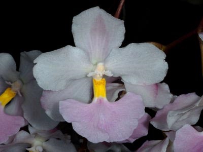 Odontoglossum otthoni ápolás transzplantáció és reprodukció