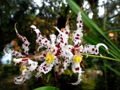 Odontoglossum transplant de îngrijire la domiciliu și reproducere