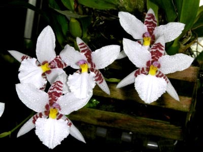 Odontoglossum otthoni ápolás transzplantáció és reprodukció