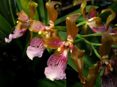 Odontoglossum transplant de îngrijire la domiciliu și reproducere