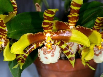 Odontoglossum transplant de îngrijire la domiciliu și reproducere