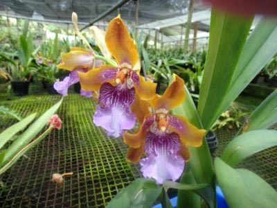 Odontoglossum transplant de îngrijire la domiciliu și reproducere