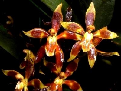 Odontoglossum otthoni ápolás transzplantáció és reprodukció