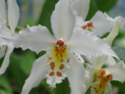 Odontoglossum transplant de îngrijire la domiciliu și reproducere