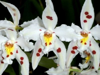 Odontoglossum otthoni ápolás transzplantáció és reprodukció