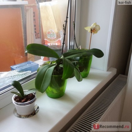 Orchid phalaenopsis - „kezdők szerencséje Tapasztalatom orchideák gyilkosság és a harc a túlélésért, a” megjegyzések