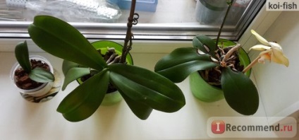 Orchid phalaenopsis - „kezdők szerencséje Tapasztalatom orchideák gyilkosság és a harc a túlélésért, a” megjegyzések