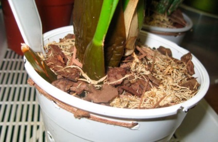 Orchid odontoglossum otthoni ápolás, transzplantáció