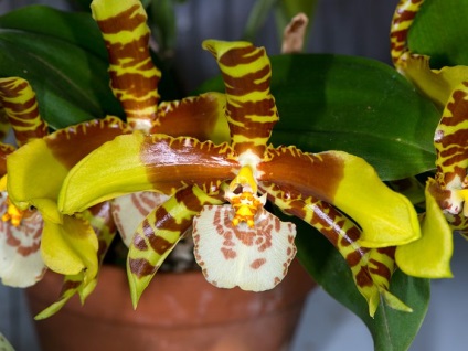 Orchid odontoglossum îngrijire la domiciliu, transplant