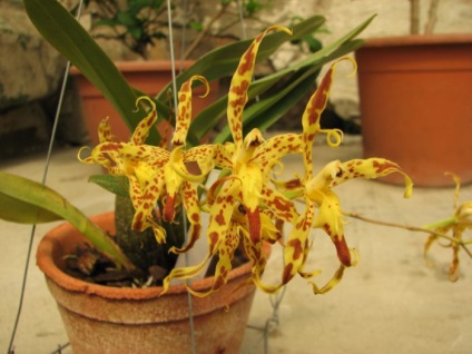 Orchid odontoglossum otthoni ápolás, transzplantáció