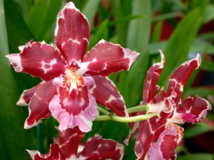 Orchid odontoglossum îngrijire la domiciliu, transplant