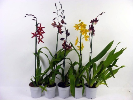 Orchid odontoglossum îngrijire la domiciliu, transplant