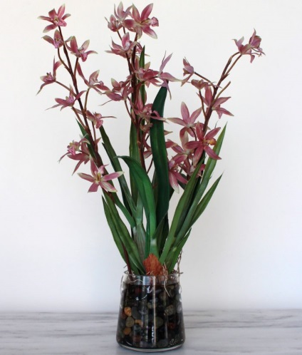 Orchid odontoglossum otthoni ápolás, transzplantáció