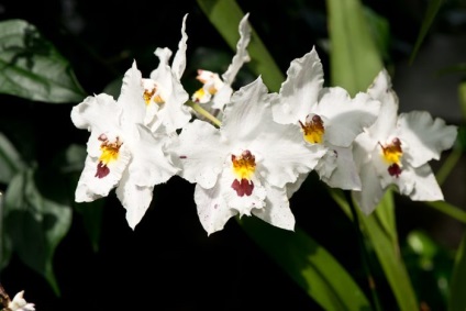 Orchid odontoglossum otthoni ápolás, transzplantáció