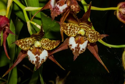 Orchid odontoglossum îngrijire la domiciliu, transplant