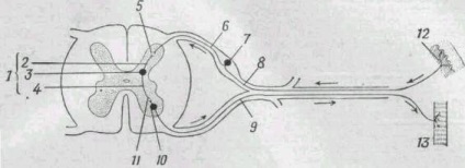 Scheletul axial - stadopedia