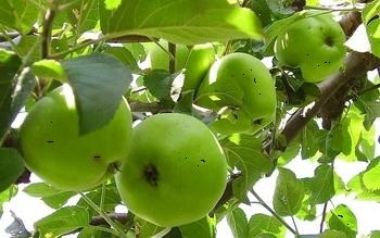Az alma szerves növekedésének alapjai