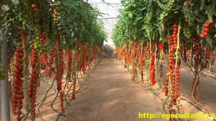 Regulile de bază ale cultivării roșiilor de cireșe