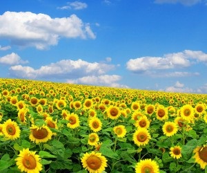 Tehnicile de bază care vă vor ajuta să crească o floare de floarea soarelui