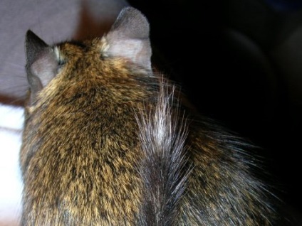 Caracteristicile cozii degu, totul despre degu