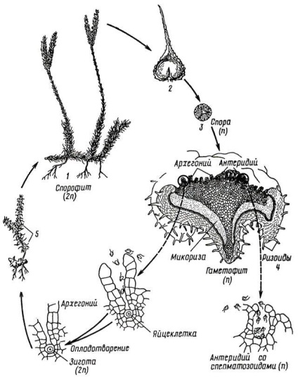 A placenta tanszéke - lycopodiophyta