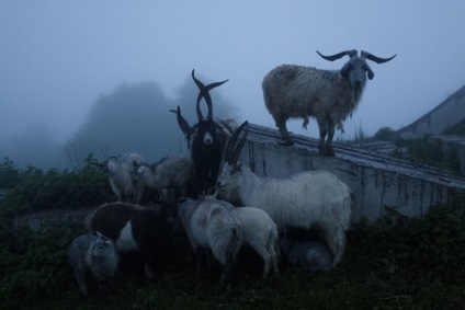 Oile sunt viața mea - lucrurile astea