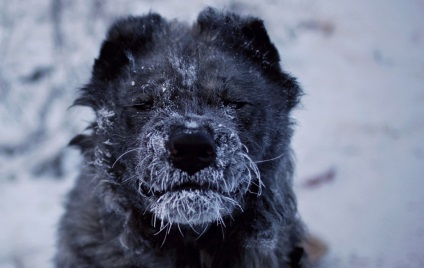 Oimyakon în timp ce trăiesc la Polul Rece (19 fotografii)