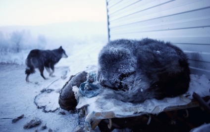 Oimyakon în timp ce trăiesc la Polul Rece (19 fotografii)