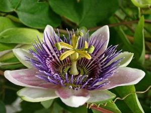 Floare de pasiune (passionflower) - descrierea plantei, contraindicații, aplicare