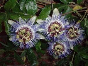 Floare de pasiune (passionflower) - descrierea plantei, contraindicații, aplicare