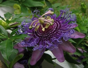 Floare de pasiune (passionflower) - descrierea plantei, contraindicații, aplicare