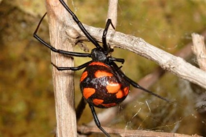 Spiders-Karakurty ataca Volgograd - Volgograd News Feed