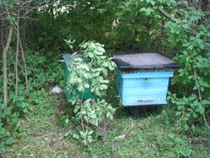 Apicultor auto-cultivator avtomotolyubitelyu grădinar - vizualiza subiecte - capcane pentru albine