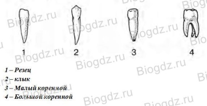 Emésztés a szájüregben