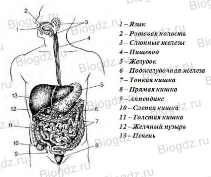 Digestia în cavitatea bucală