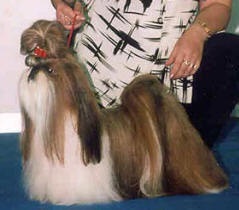 Shih Tzu pepinieră de aur