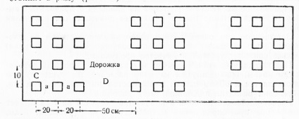 Площі харчування і розрахунок кількості рослин на гектар