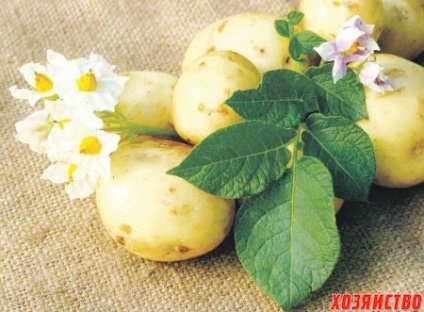 De ce cartofii nu înfloresc