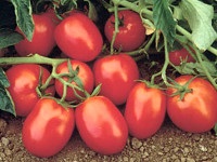 Solul pentru tomate