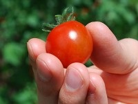 Solul pentru tomate